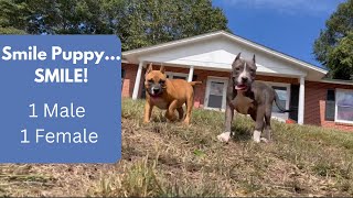 1 Male 1 Female American Bully 👀 For A New Home! 😍