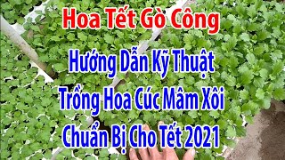 Hướng Dẫn Kỹ Thuật Trồng Cúc Mâm Xôi - Từ Lúc Lấy Cây Giống Đến Lúc Dâm Nhánh Con