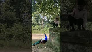 Peacock 🦚 so cute dance in Dean forest #dean #shorts #wildlife #cow #mor #wild #ytshorts #birds