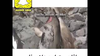 والله نعمه صاحة الفقمه