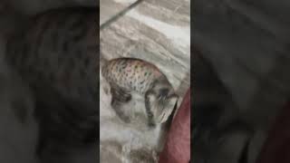 Cat 🐱❤👥#viralvideo #cat #billi #trending #cute #catlover #triggeredinsaan #cutebaby #fukrainsaan