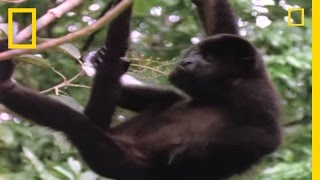 World's Loudest Animals: Howler Monkeys | National Geographic