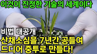 156편 초보자 꿀 Tip. 산채소심을 중투로 만든 비법 공개! [춘란,풍란,약초,명장,다육,난초,주식,재테크]