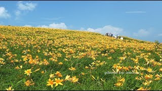 ニッコウキスゲの花が咲く7月の車山高原・4K