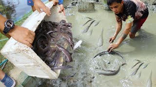 Amazing Native Catfish Harvest - Harvesting More than 400kg of Native Catfish \u0026 Big Papaya Harvest!