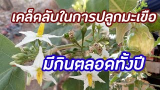 ทำยังไงให้ต้นมะเขืออยู่ได้นานหลายปีมีกินตลอดฤดูกาล