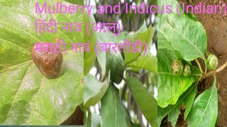 आदिवासी लोक वापरणारे औषधी फळ. (Mulberry and Indicus,,Indian). आल.... बारतोंडी ..