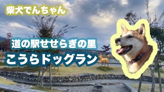 柴犬でんちゃん　道の駅せせらぎの里こうらドッグラン🐕