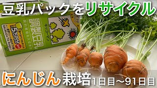 豆乳パックをリサイクル‼︎にんじんの栽培 1日目〜91日目