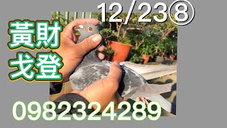 （賽鴿）｜12/23分享黃財戈登⑧ ☎️0982324289（已交流桃園夫婦）賽鴿交流 #賽鴿介紹