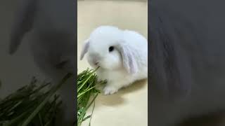 Smart and cute little rabbit, pastoral little cute pet