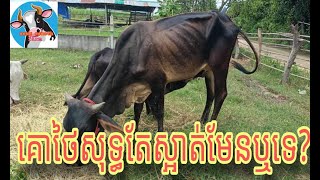 តើគោថៃសុទ្ធតែល្អស្អាត់ៗមែនដែរឬទេ?