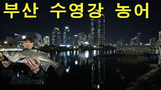 Busan Suyeonggang River bass. [It's official season] Caption ON