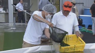 初めて水揚げされたのは陸上の施設で養殖された「すじ青のり」　海水温上昇などの影響で生産量が激減　海で養殖するより香りや色が上質に　三重・伊勢市