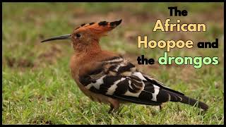 The AFRICAN HOOPOE and the drongos