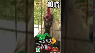 沖縄・うるま市の鳥チャーン時報　10時Ver.