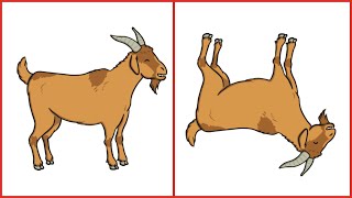 Why Do Goats Faint? EXPLAINED