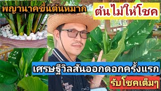 เศรษฐีวิลสันออกดอกครั้งแรกให้โชค