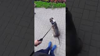 Амстафф 10 месяцев | Разная Весовая Категория | Стаффорд | Amstaff 10 months | Staffy