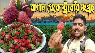 সরাসরি বাগান থেকে ফ্রেশ স্ট্রবেরি সংগ্ৰহ। Fresh Strawberry Collection From Farm