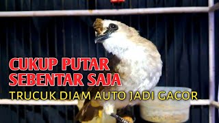 putar sebentar saja,trucuk diam auto jadi gacor kalau dengar pancingan trucuk ropel panjang ini