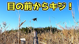 【狩猟】今期２回目の鳥猟へ出猟 - だいふくは活躍出来るのか？