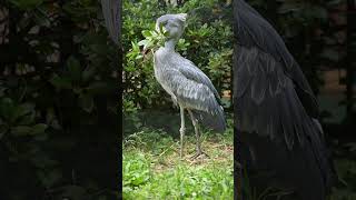 今日も動くハシビロコウ　しずかちゃん　千葉市動物公園 #shorts