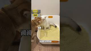 谁懂啊，原住民连小奶猫拉屎都要闻，但一点也不臭