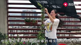 飘香藤只长叶子不开花，注意这几点，四季开花，开花不断！