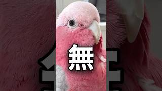 掃除機の音を聞いた時のインコ3羽の反応の違い #shorts