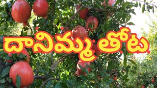 దానిమ్మ తోట || Pomegranate Garden