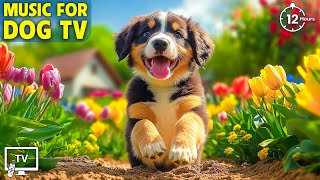 12 Hours of Music for Dogs to Relieve Boredom \u0026 Anxiety When Home Alone 🎵 Best Music for Your Dog