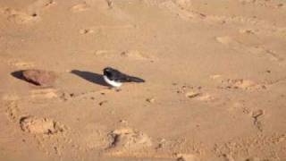 Bird Willy Wagtail Catches Sand Flies at Long Reef Sydney 130610