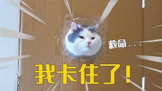 都说猫是液体的，我家猫是怎么回事？