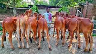 @আজ ১ সেপ্টেম্বর | প্রচুর চাহিদা সম্পন্ন শাহীওয়াল জাতের ষাঁড় বাছুর গরুর প্যাকেজ|দিনাজপুর |