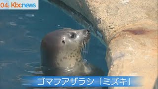 アザラシの子ども「ミズキ」と命名　マリンワールド