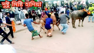 মাইজভান্ডার শরীফ | মহান ১০ই মাঘ ওরশ শরীফ | দুষ্টু গরু ও মইষে হাদিয়া