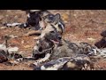 Mana Pools National Park, Zimbabwe - 9-17 May 2025