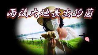 Big wild mushroom雨後大地長出的菌【好大的野生蘑菇】大きな野生のキノコ。日本的“地軟”（又名地​​衣、地耳、地皮菜。 地軟是西北的叫法，東北則稱作皮木耳、土木耳。是一種菌藻混合生物）