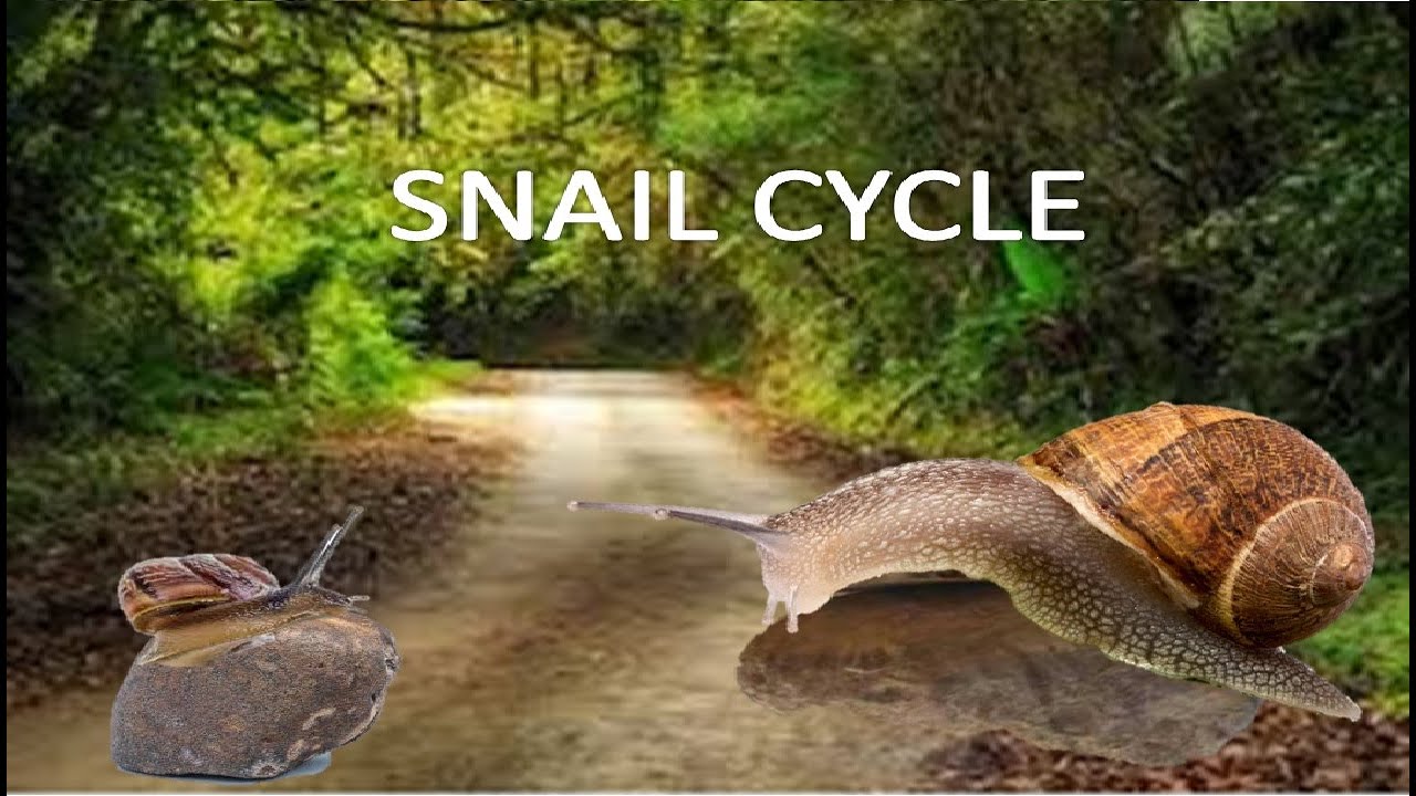 Snail Life Cycle Youtube
