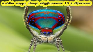 16 Most Different Creatures in the World | உலகில் வாழும் மிகவும் வித்தியாசமான 16 உயிரினங்கள் | Tamil