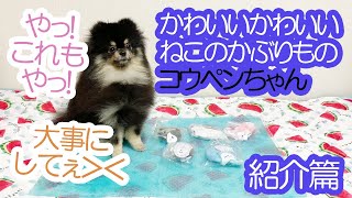 ねこのかぶりものコウペンちゃん全5種を叩きまくるポメラニアン犬（紹介篇）≪#723≫