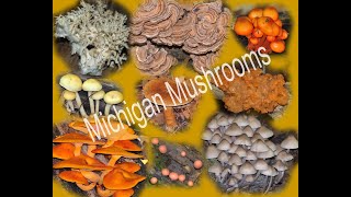 Michigan Mushrooms