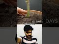 Yellow Dragon fruit Timelapse - 200 days in 40 Seconds. by @Boxlapse #shorts #dragonfruit #timelapse