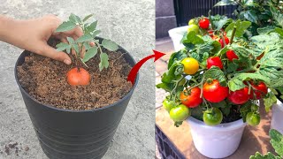 🔴 Using Colgate to grow bunches of  tomatos 🍅||With Experiment Proof||#Princy Garden#