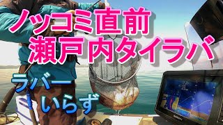 開幕直前2023瀬戸内ノッコミタイラバ　今回もラバーなし