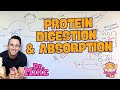 Protein Digestion and Absorption