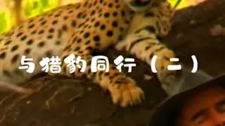 猎豹生存之艰：老金干预野生动物之争 动物世界 野生动物零距离 动物解说 动物 万物皆有灵性