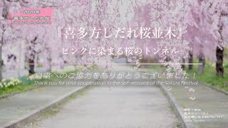 【4K DRONE映像】桜のトンネル『喜多方しだれ桜並木』（2020年自粛編）Japanese cute cherry trees.