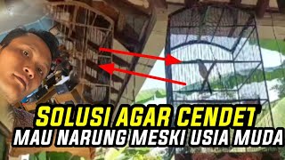 5 CARA AGAR CENDET MUDA MAU NARUNG DAN NEMBAK ISIANNYA‼️